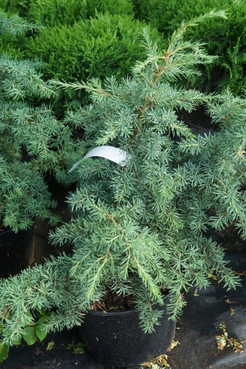 Тсуга західна Глаука|Tsuga heterophylla ’Glauca’|Тсуга западная Глаука